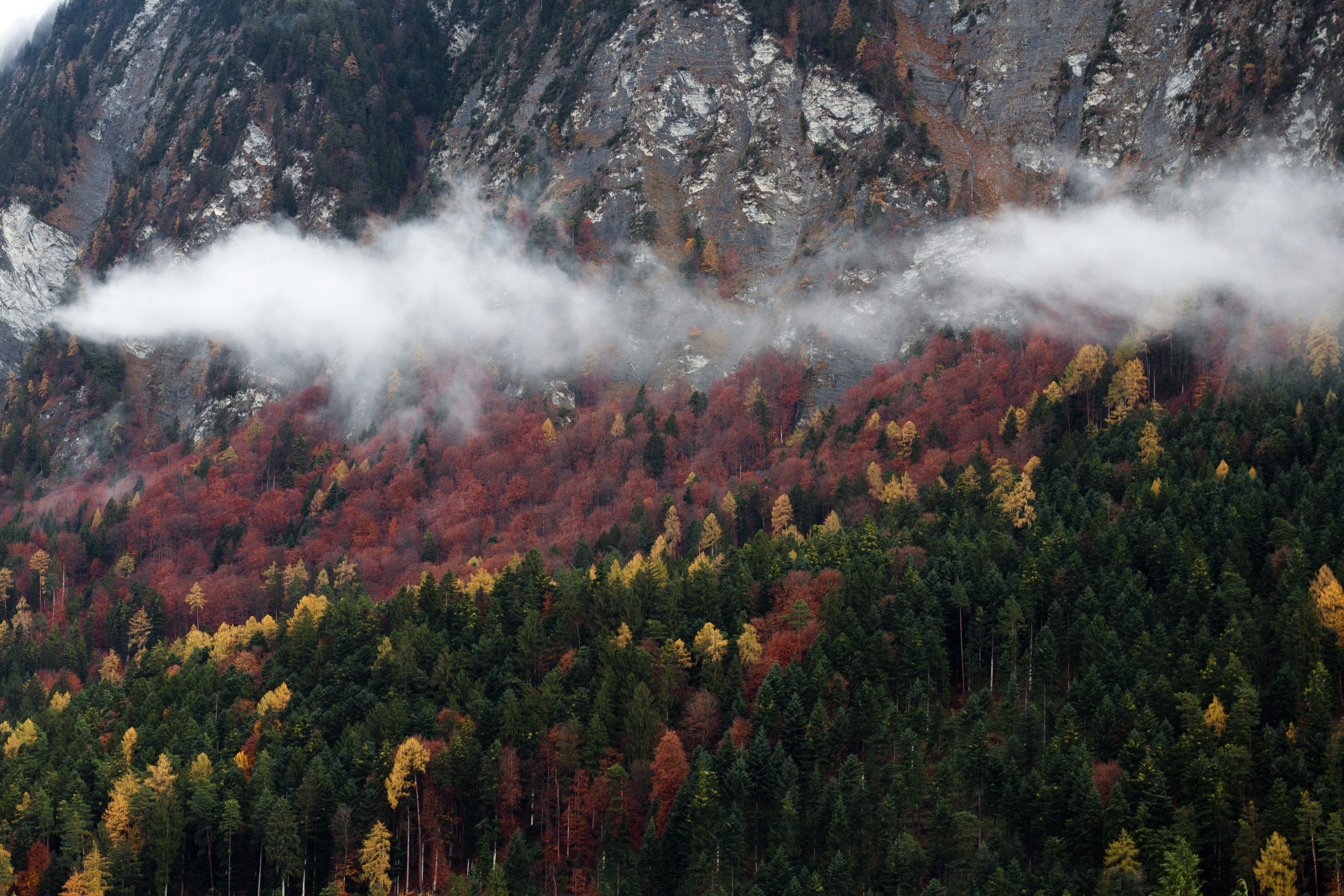 green and maroon forest trees near the mountain